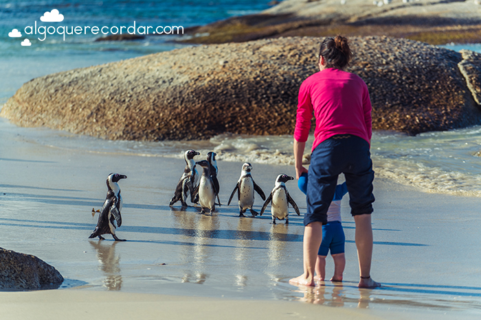 boulders beach pinguinos