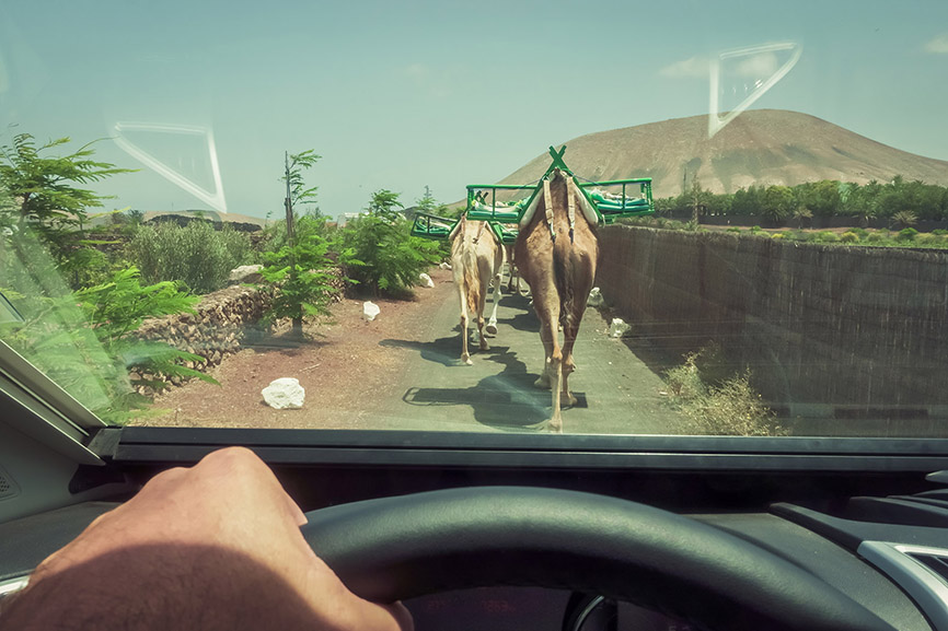 coche_siguiendo_camellos